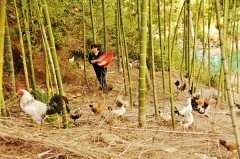 養(yǎng)殖板塊