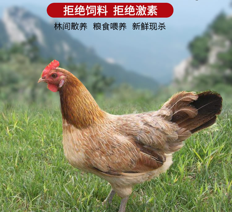 農(nóng)家土雞(圖1)