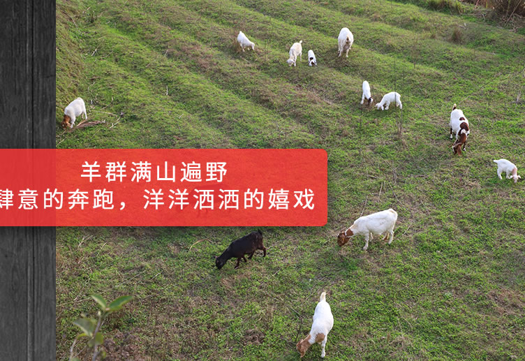 生態(tài)羊肉(圖1)