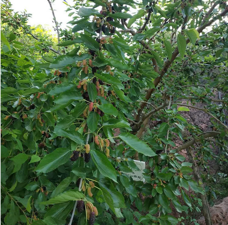 野生桑葚(圖3)