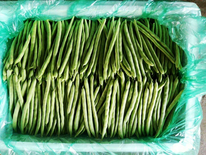 無筋豆(圖1)